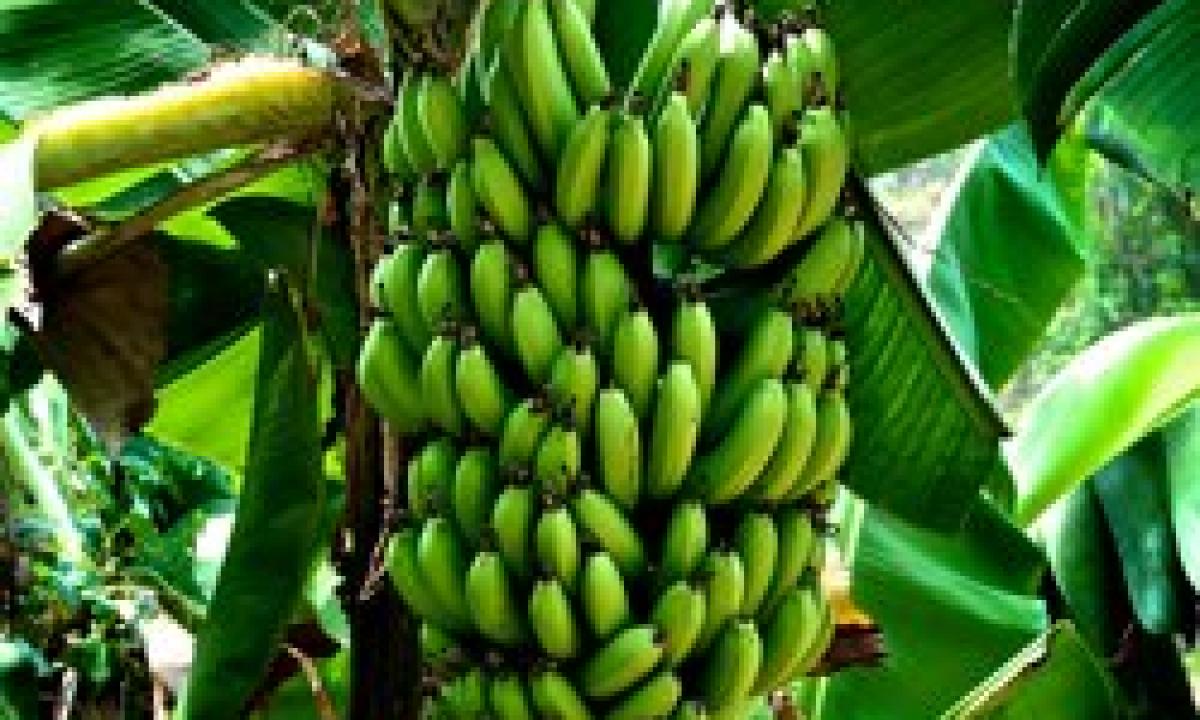 Whether green bananas are useful