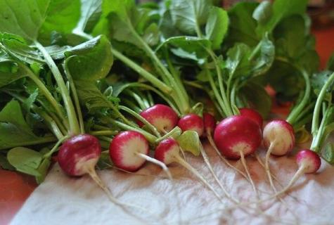 Properties of a garden radish and advantage to an organism