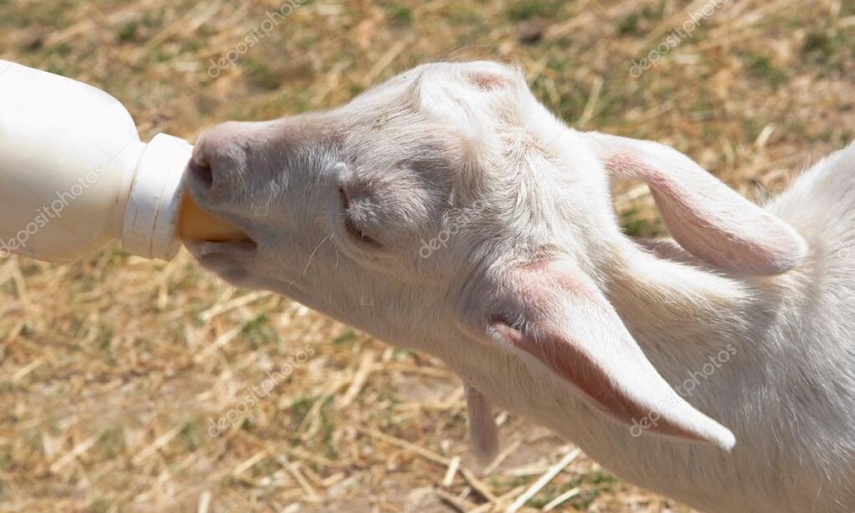 Goat milk: than it is useful how to choose and drink