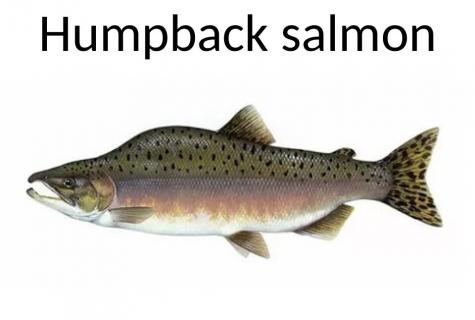 Humpback salmon: than it is useful how to prepare