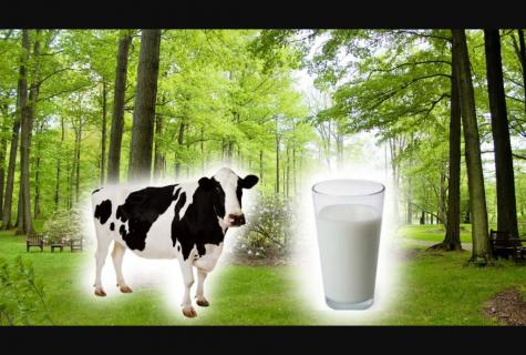 Advantage of cow's milk"