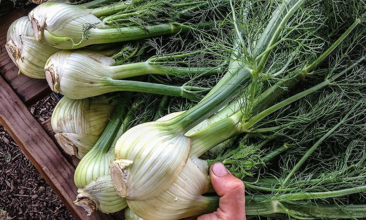 "In what advantage of fennel, structure, properties, contraindications