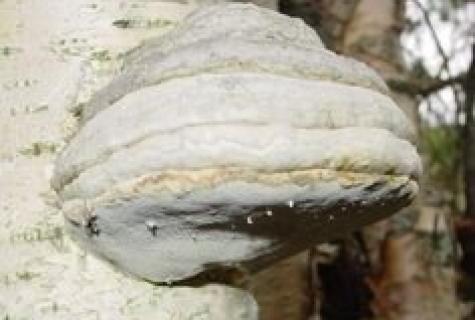 Mushroom tinder fungus: advantage and harm