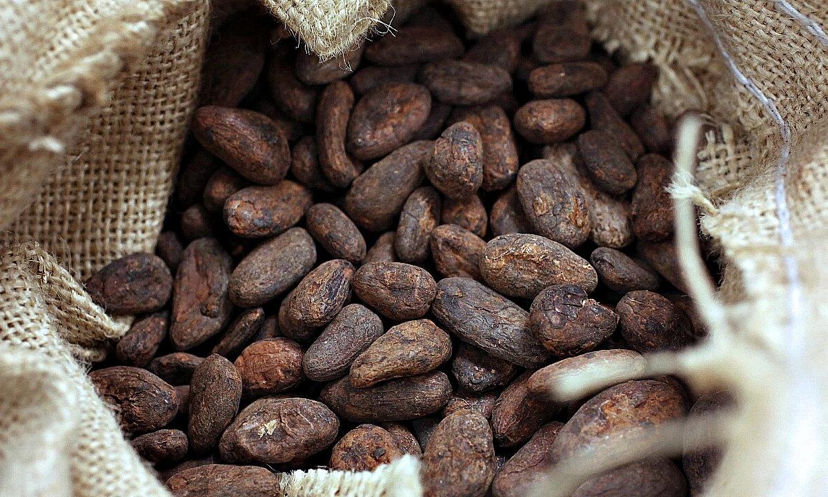 In total about useful properties of cocoa beans