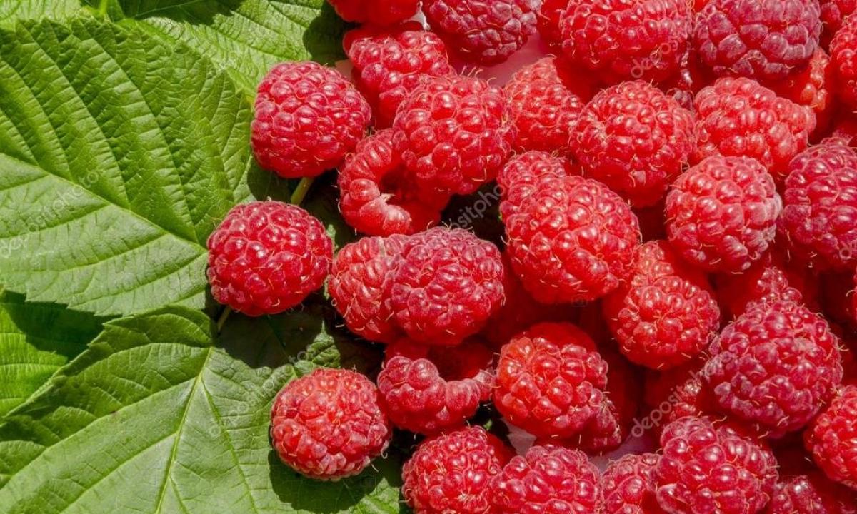 Medicinal properties, contraindications, day ration and storage of berries of raspberry