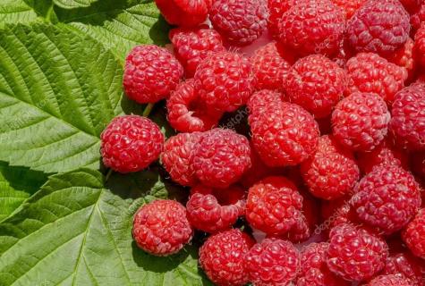 Medicinal properties, contraindications, day ration and storage of berries of raspberry