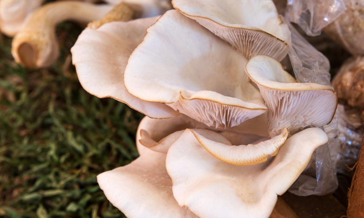 Oyster mushroom mushrooms: useful and harmful properties, cultivation secrets