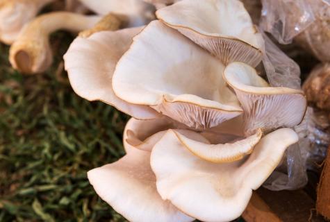 Oyster mushroom mushrooms: useful and harmful properties, cultivation secrets