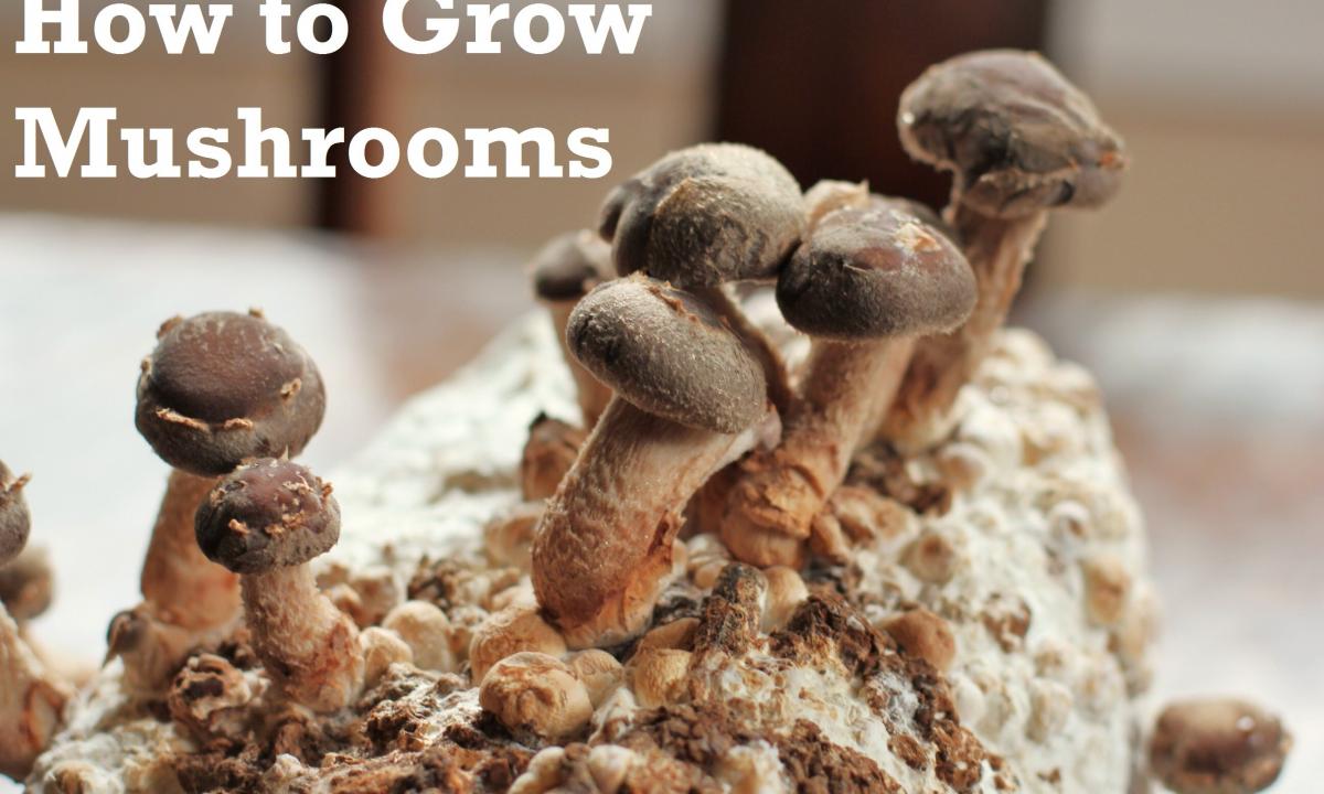 What mushrooms grow in April?"