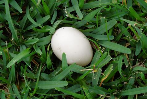 Duck eggs: advantage or harm
