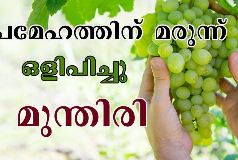General advantage, medicinal properties, harm and contraindications of grapes