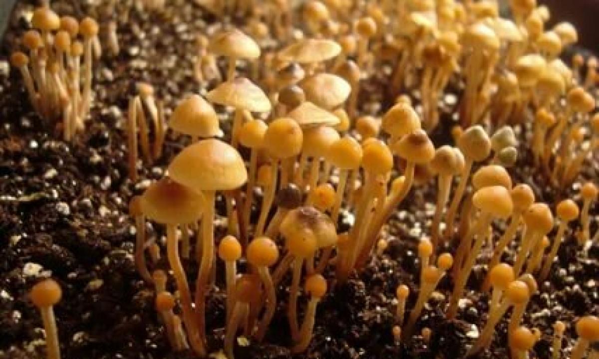 What mushrooms grow in August?"