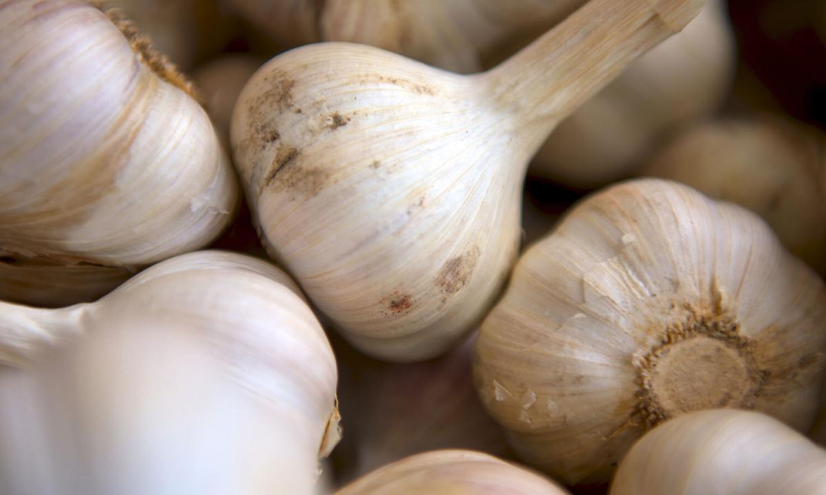 Whether it is possible garlic at pregnancy"