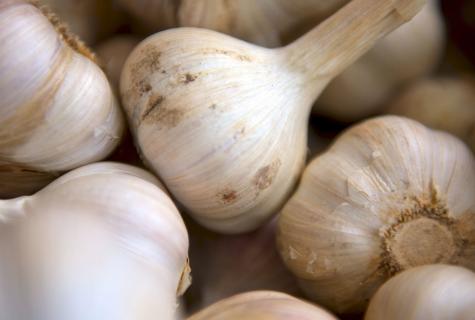 Whether it is possible garlic at pregnancy