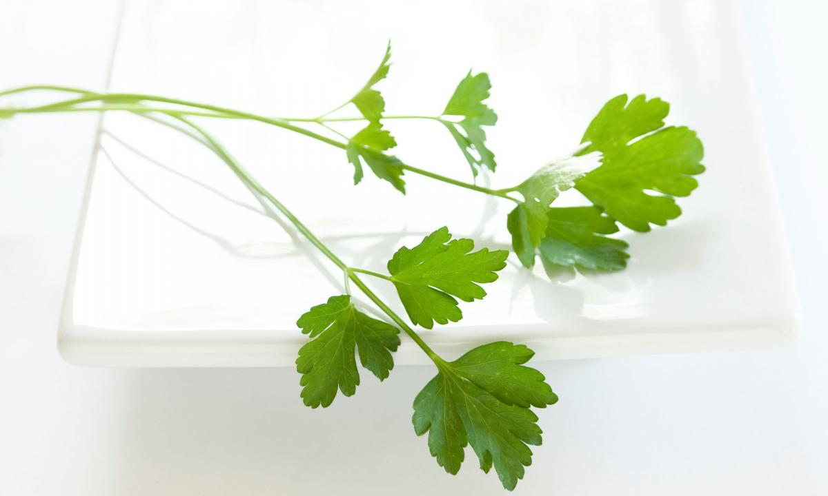 Parsley for women: advantage and harm, useful properties and contraindications