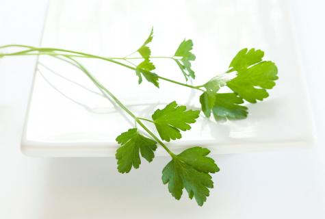 Parsley for women: advantage and harm, useful properties and contraindications
