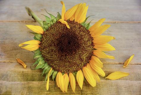 Than sunflower sunflower seeds to women are useful and harmful