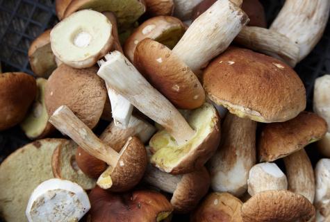 What mushrooms grow in October?