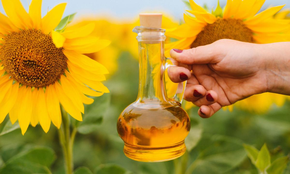 Than crude sunflower oil is useful