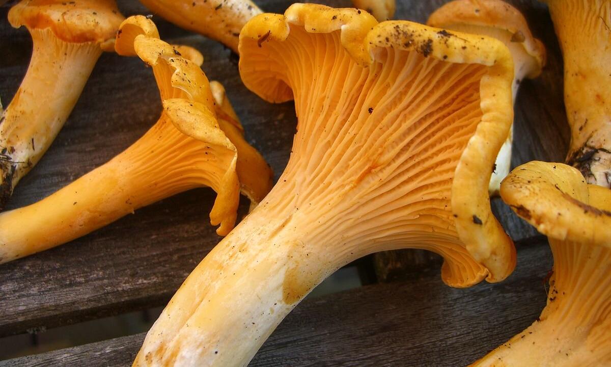 Chanterelle mushrooms: medicinal properties and contraindications"