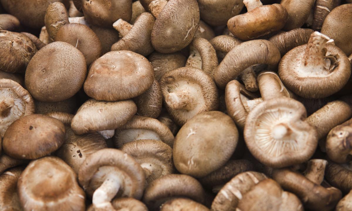 Shiitake — very useful mushrooms: properties and fight against cancer