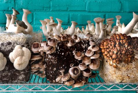 What mushrooms grow in May?