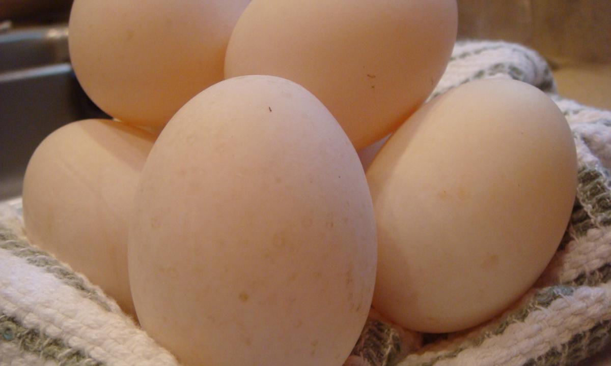 Goose eggs: advantage or harm"