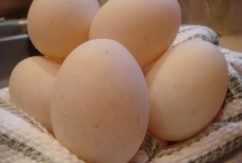 Goose eggs: advantage or harm