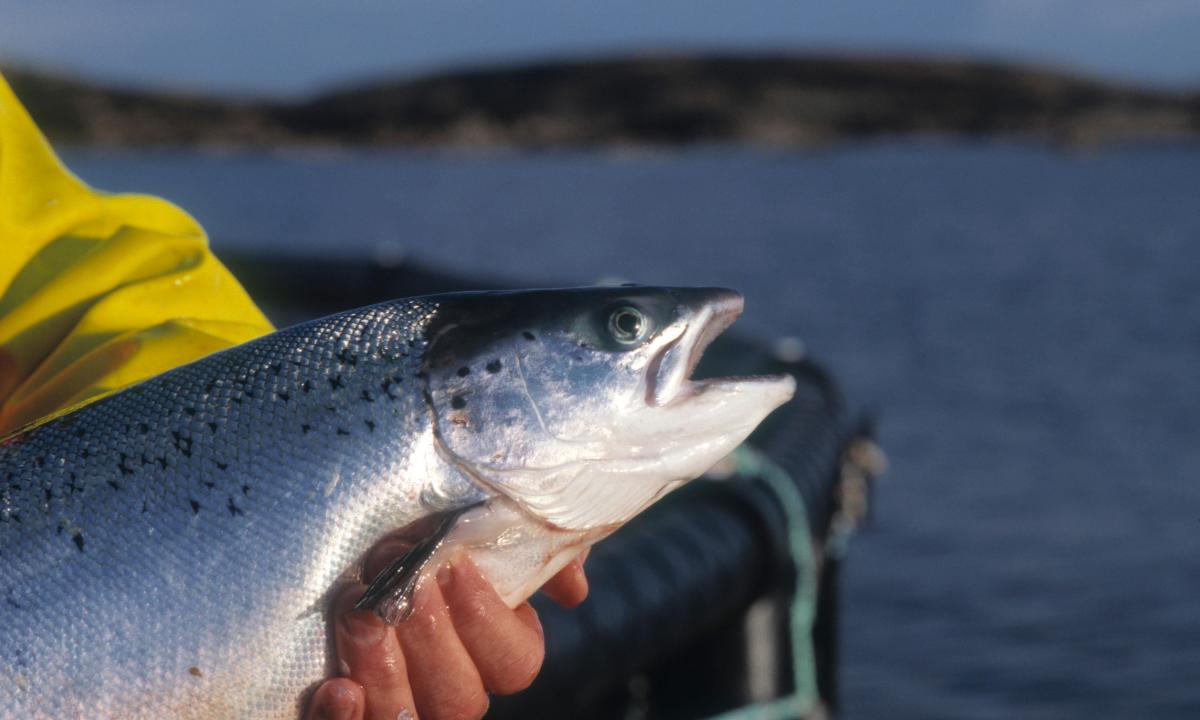 Fish salmon: advantage and harm"