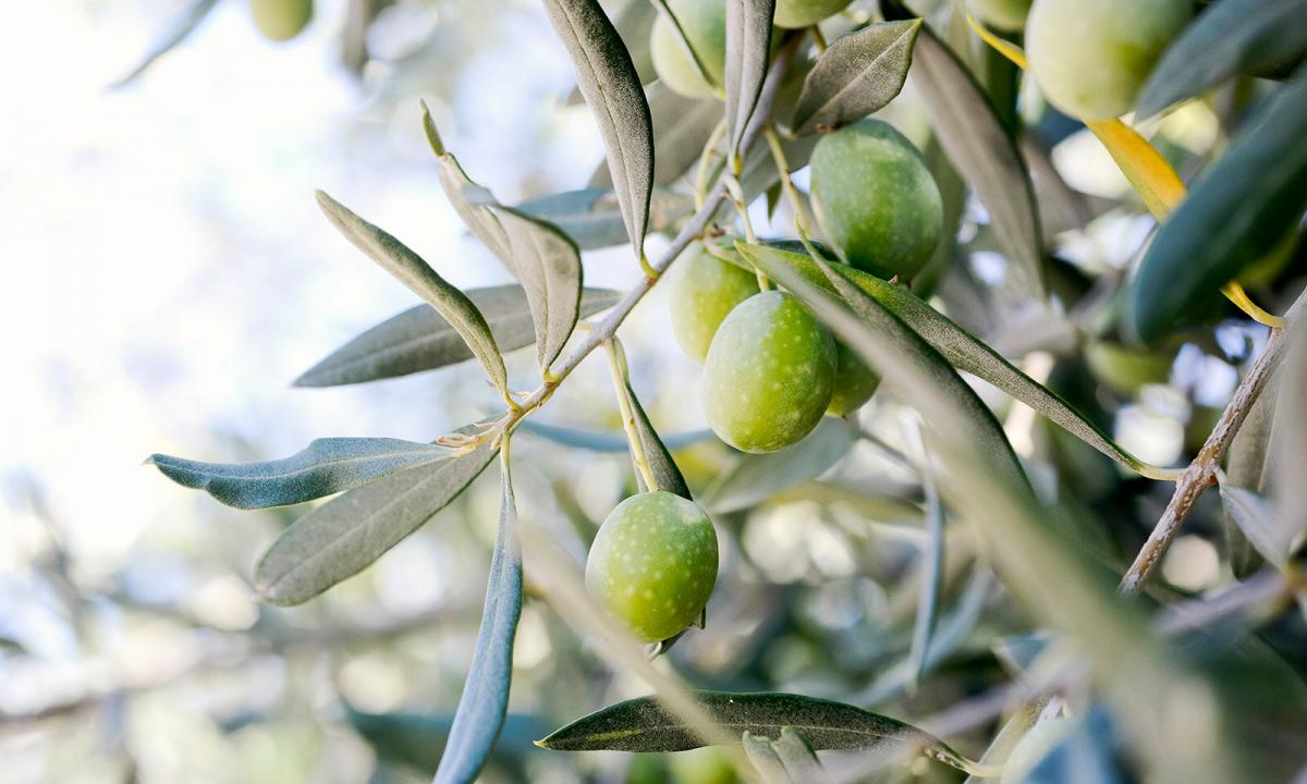 Olives: in what a difference, advantage and harm