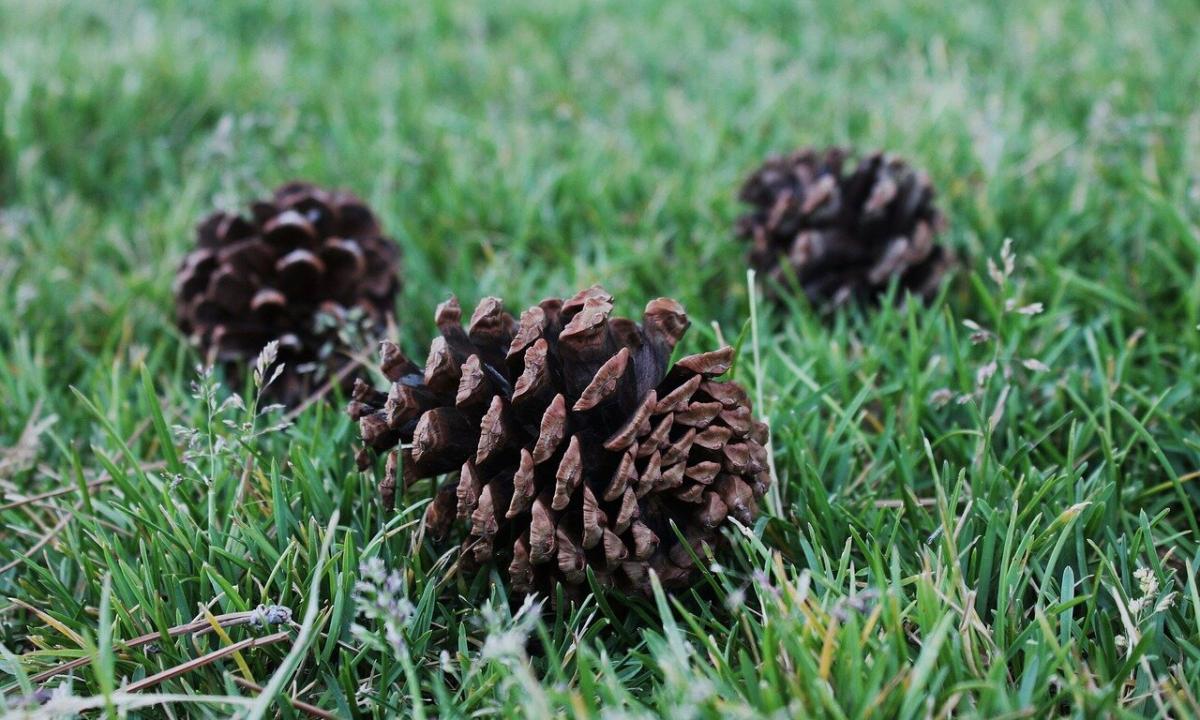 Advantage and harm of jam from coniferous delicacy — pine cones