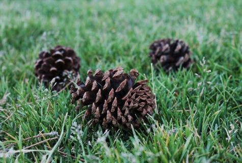 Advantage and harm of jam from coniferous delicacy — pine cones