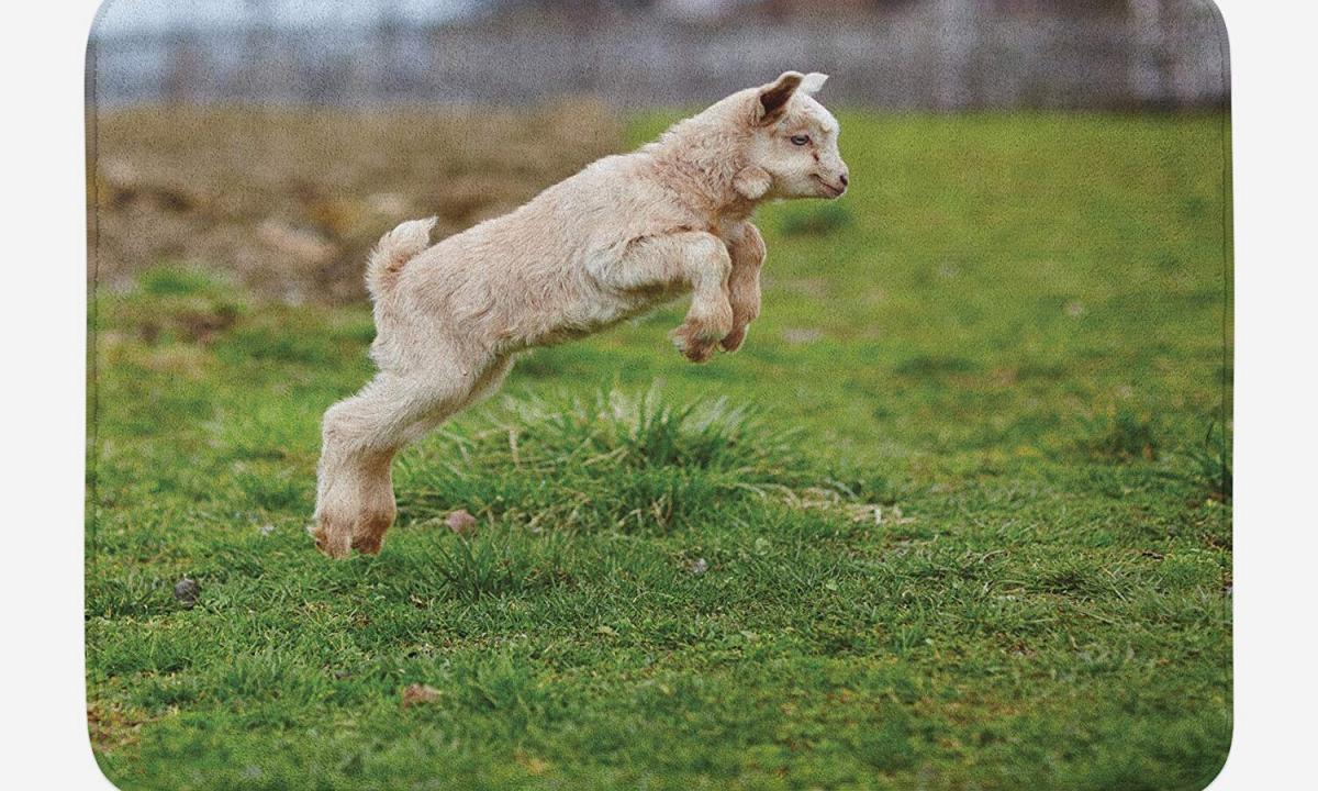 As it is correct to jump through a goat