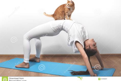 As it is correct to do a pose of a cat in yoga