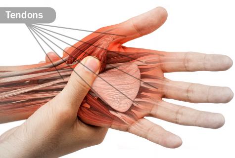Muscles of hands