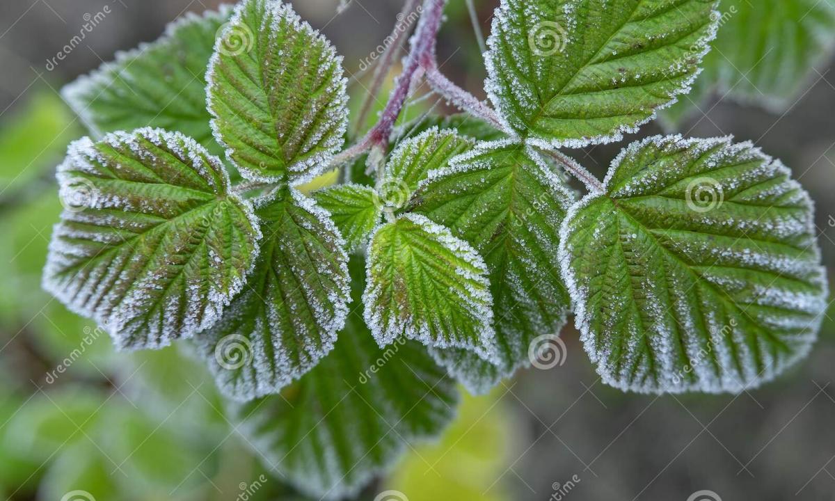 Collecting and preparation of leaves of raspberry for the winter"