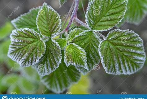 Collecting and preparation of leaves of raspberry for the winter