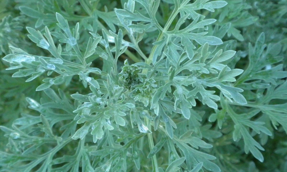 About curative properties of a wormwood