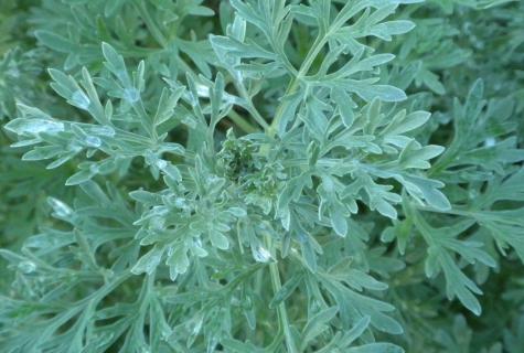 About curative properties of a wormwood
