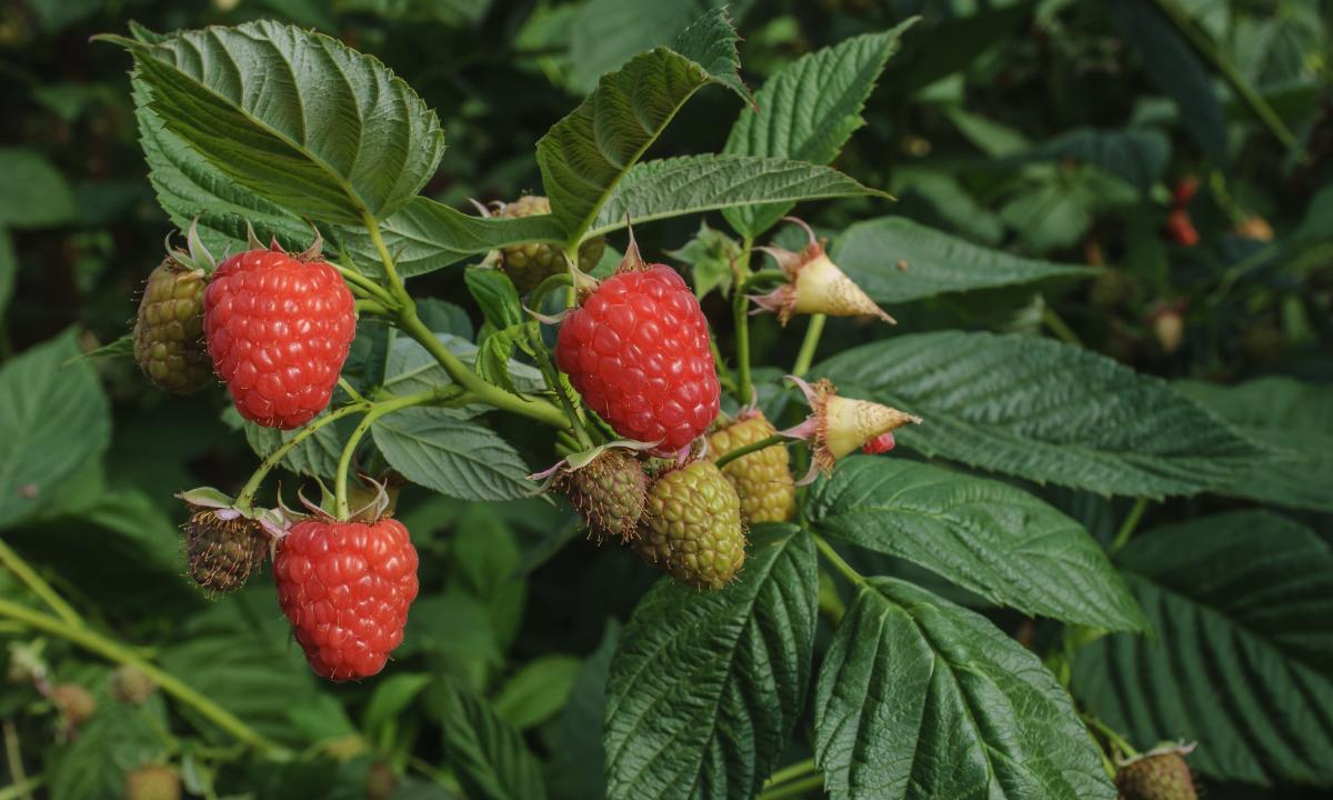 Cultivation of raspberry