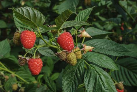 Cultivation of raspberry