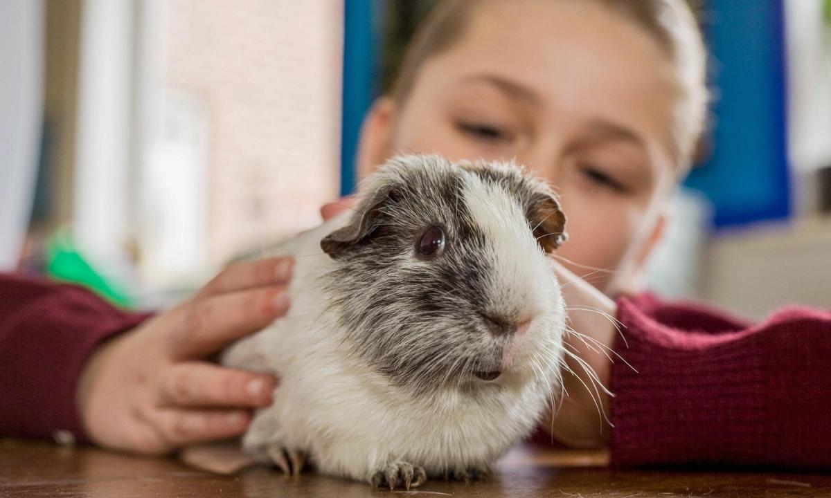 Guinea pig – the best friend for the child."