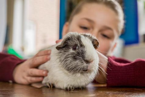 Guinea pig – the best friend for the child.