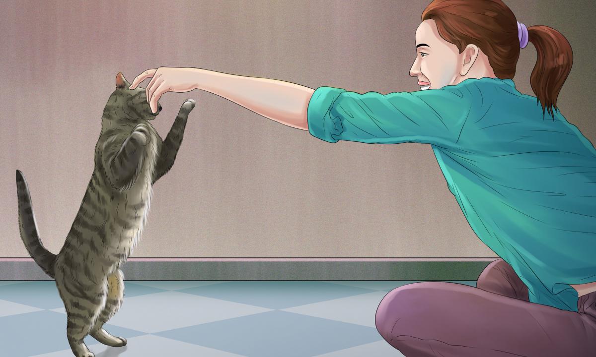 How to arrive if the cat is scratched