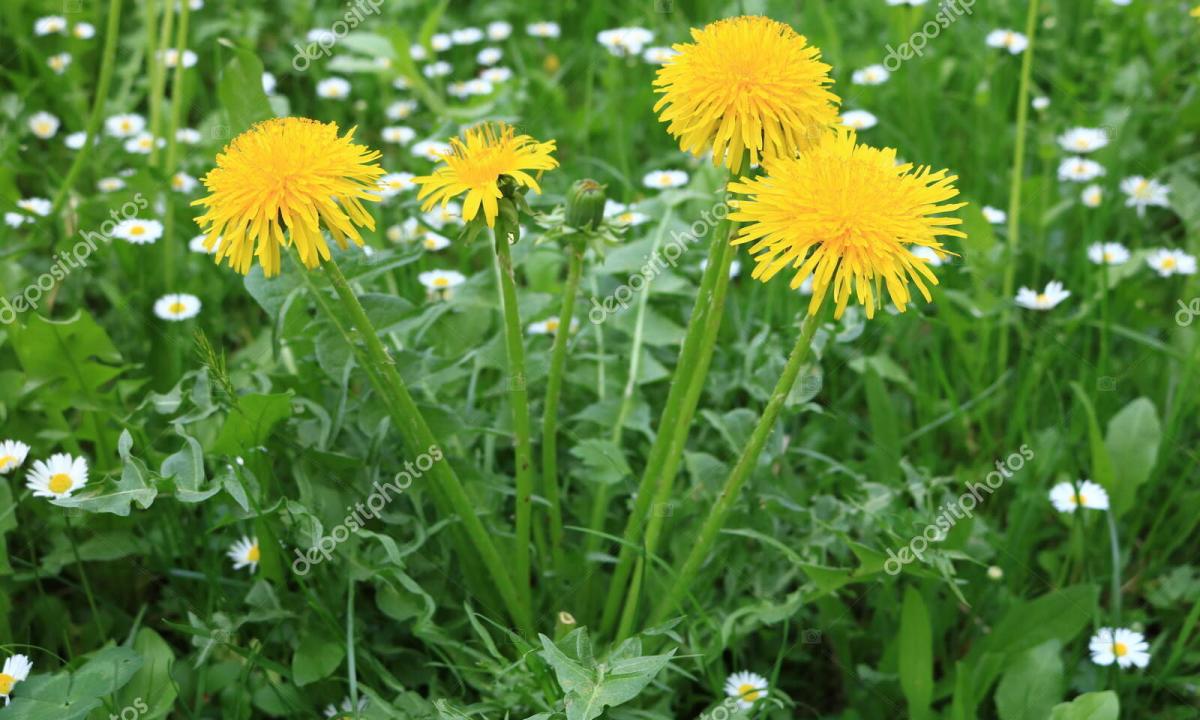 Medicinal properties and contraindications of a dandelion