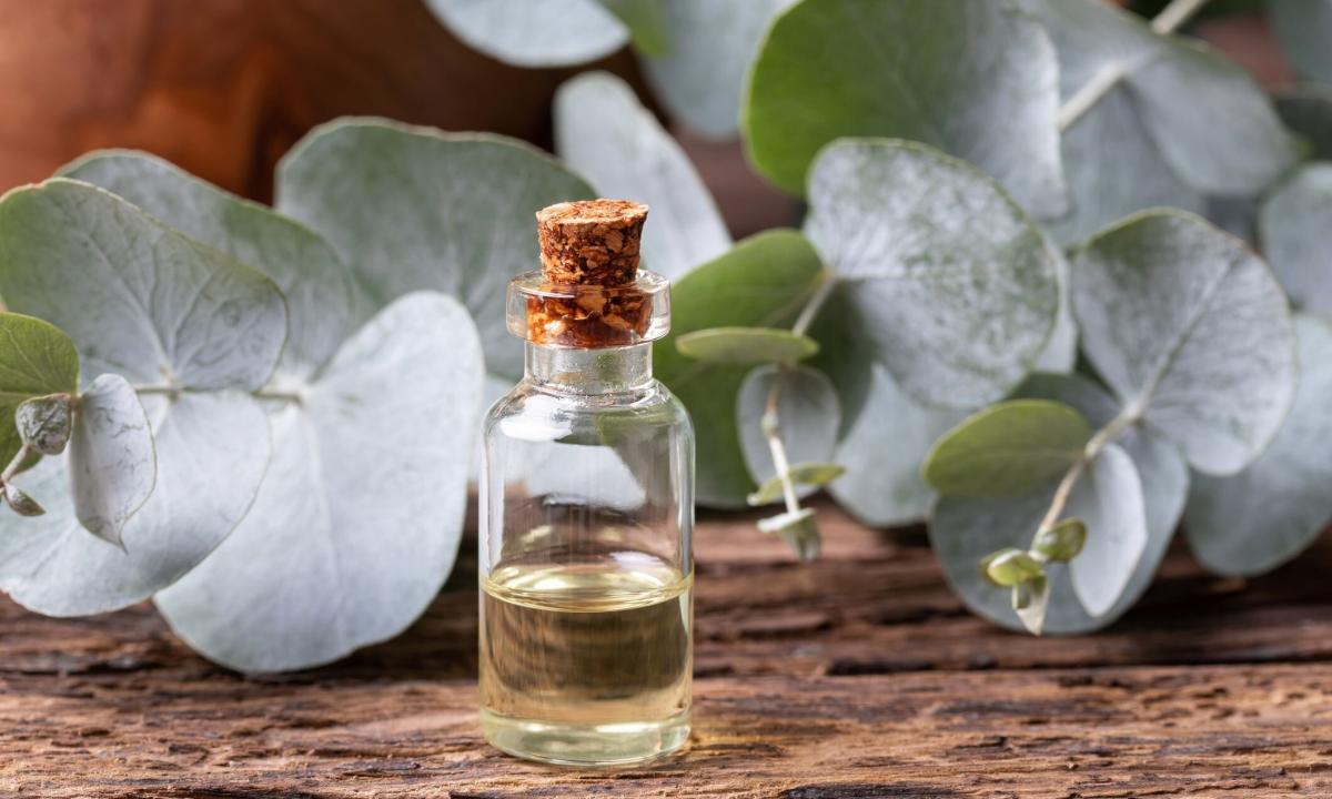 "Eucalyptus oil: for what it is useful how to use in the cosmetic purposes