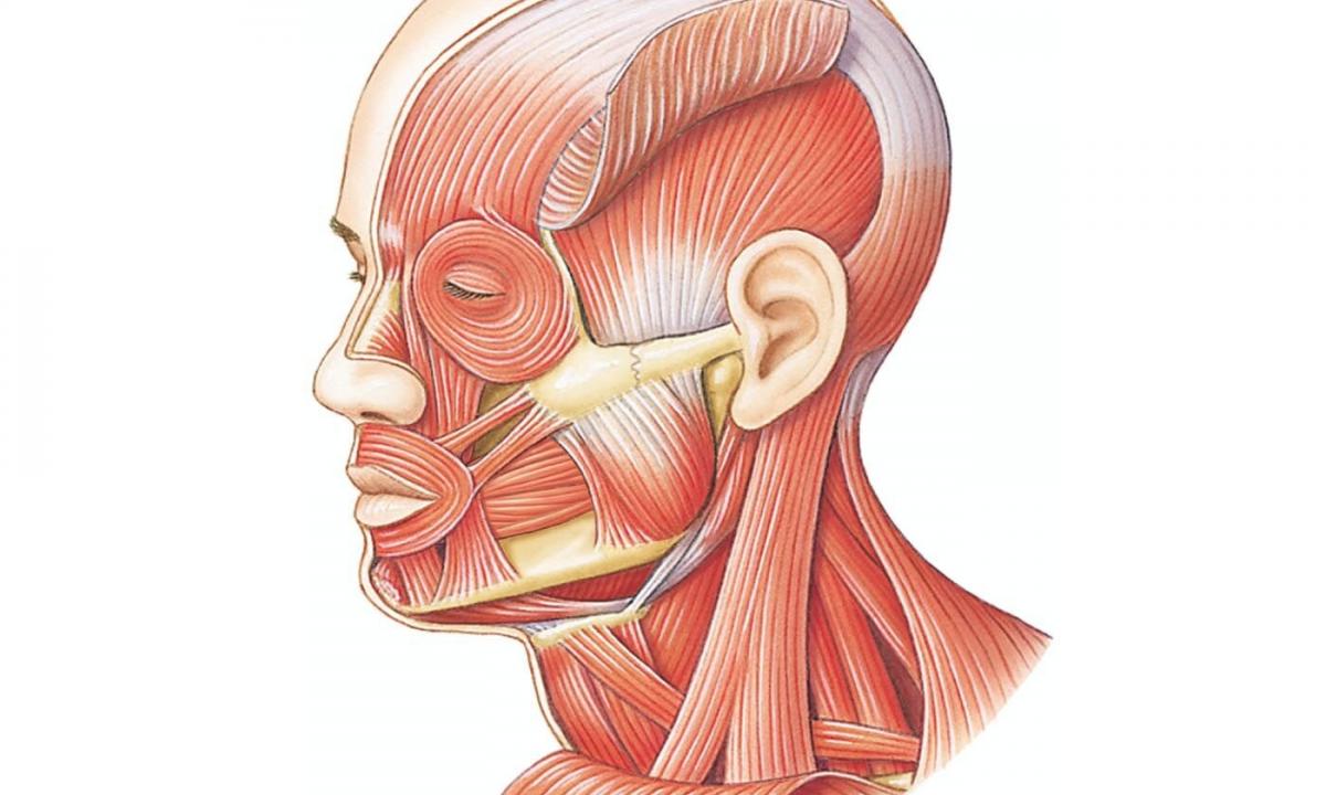 Exercises for vessels of the head, effective improvement of blood circulation and muscles of a neck