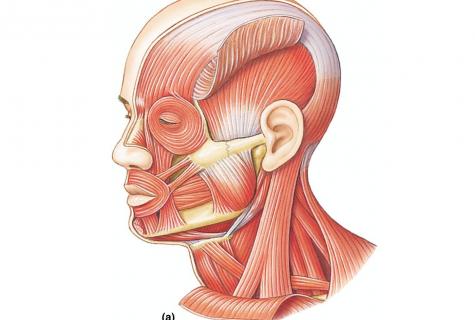 Exercises for vessels of the head, effective improvement of blood circulation and muscles of a neck