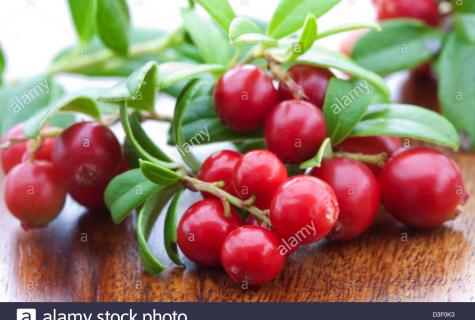 Useful properties and harm from the use of leaves of cowberry