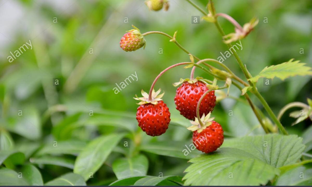 Wild strawberry: where grows, than it is useful when to collect
